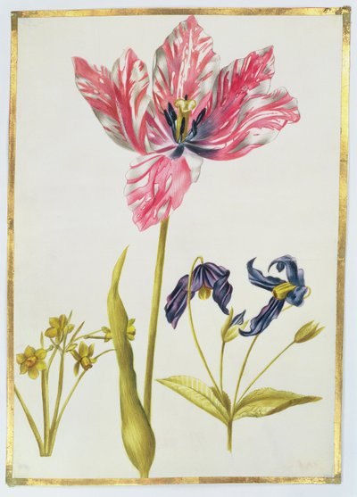 Tulip and Daffodil, c.1675 by Nicolas Robert